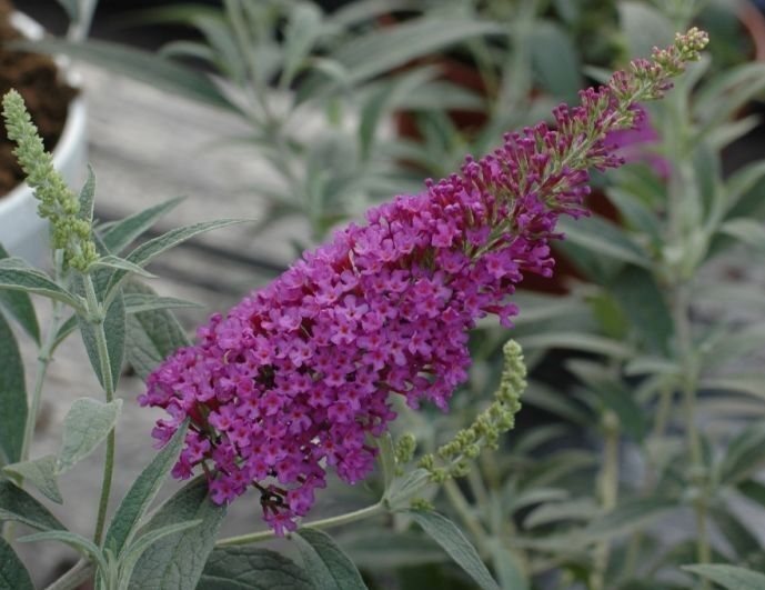 Budleja karłowa Free Petite® Tutti Fruitti Buddleja /C2