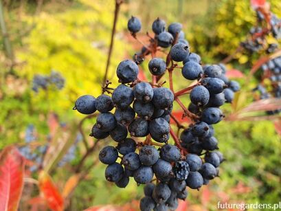 Kalina białojagodowa WINTERTHUR Viburnum nudum C2/50cm