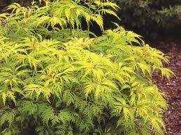 Bez koralowy GOLDENLOCKS Sambucus racemosa C5/50cm *K9