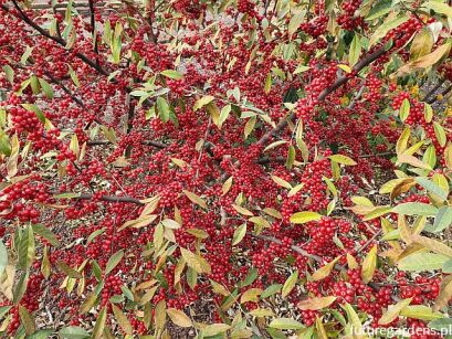 Oliwnik baldaszkowaty Elaeagnus umbellata C2/1-1,5m *PACZ