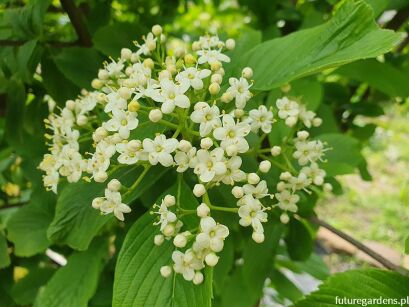 Kalina Siebolda SENECA Viburnum sieboldii C7,5/70cm