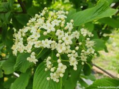 Kalina Siebolda SENECA Viburnum sieboldii C7,5/70cm