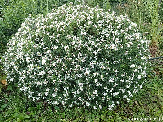 Wawrzynek transatlantycki ETERNAL FRAGRANCE 'Blafra' Daphne transatlantica C5/30-40cm *P26