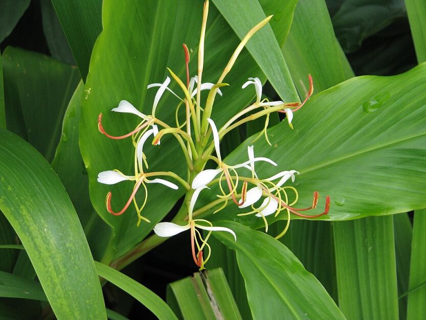 Hedychium gardnerianum var. spicatum Kolczasta lilia imbirowa /C3 *K14w9