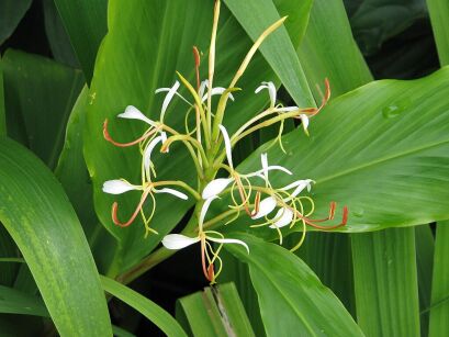 Hedychium gardnerianum var. spicatum Kolczasta lilia imbirowa /C3 *K14w9