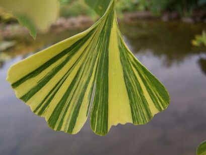 Miłorząb MAJESTIC BUTTERFLY Ginkgo biloba C5/90-120m