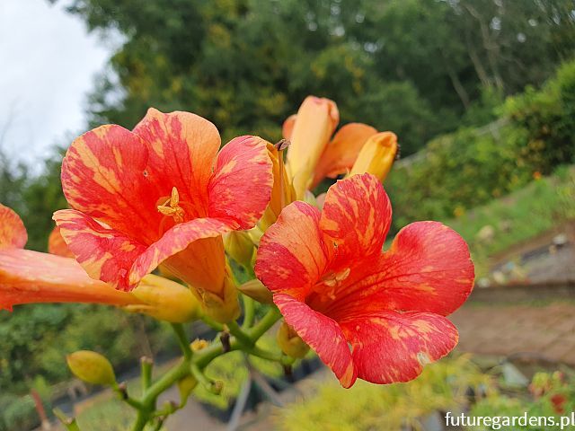 Campsis x tagliabuana Orangeade® 'Tracamp' Milin C4/80cm *TL