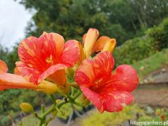 Campsis x tagliabuana Orangeade® 'Tracamp' Milin C4/80cm *TL