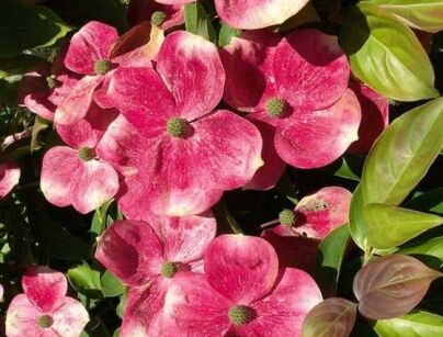 Dereń kousa SOLEIL ROUGE C5/1,2-1,4m *K15