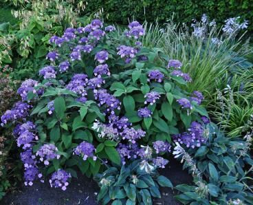 Hortensja kosmata ANTHONY BULLIVANT Hydrangea aspera villosa /C2 *T22