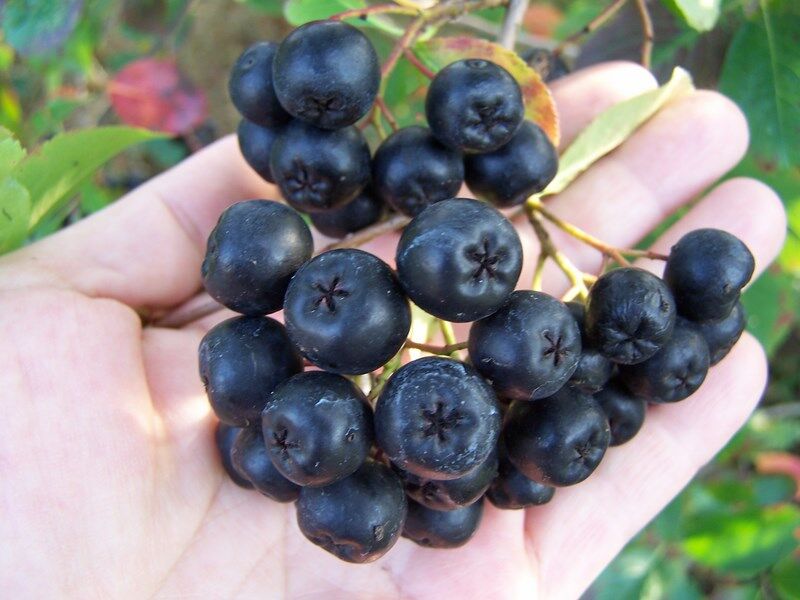 Aronia karłowa HUGIN Aronia melanocarpa C2/30-50cm- owocująca *K17