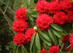  Rhododendron barbatum Różanecznik C2/30cm