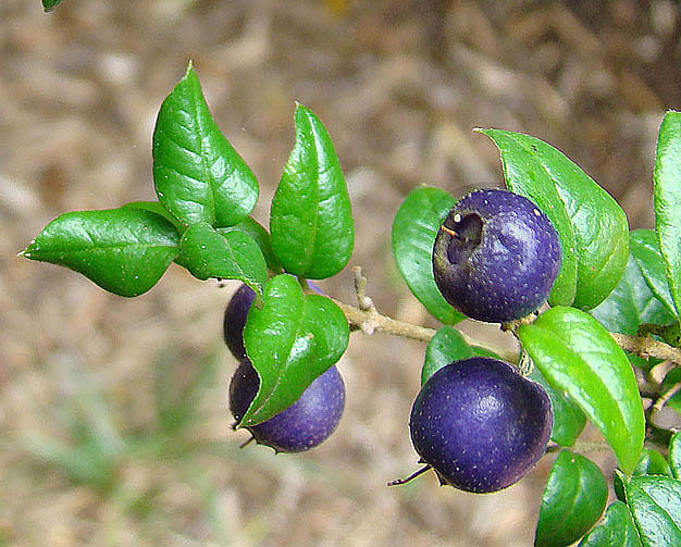 Rhaphithamnus spinosus C2/40-50cm *K10