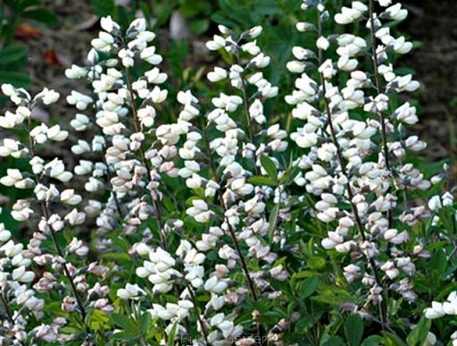 Baptysia biała Baptisia leucantha - 3 szt. nasion | Future ...
