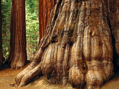 Mamutowiec olbrzymi Sekwoja olbrzymia Mamutowe drzewo Sequoiadendron giganteum C5/30-40cm *TP