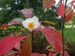 FRANKLINIA amerykańska Franklinia alatamaha C5/60-80cm *K8