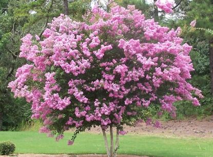 Lagerstroemia indica RHAPSODY IN PINK na PNIU Bez południa C15/Pa80(130)cm *G