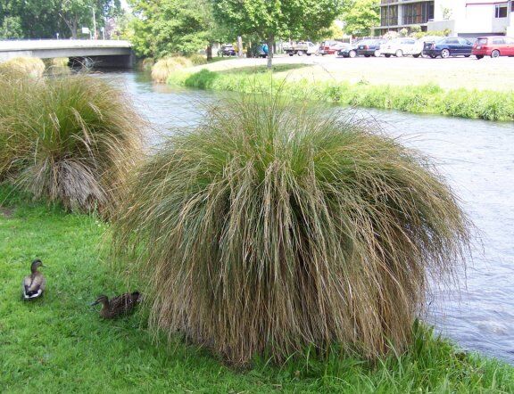 Turzyca sztywna Carex elata /C2 *K5