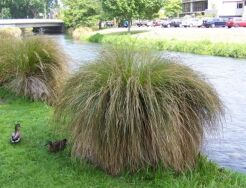 Turzyca sztywna Carex elata /C2 *K5