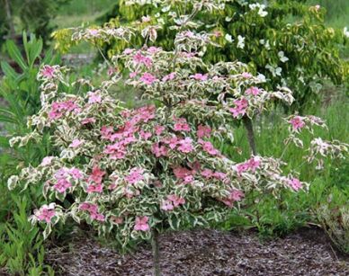 Dereń STELLAR PINK VARIEGATA® Dodwood Cornus C3/30-40cm *K11