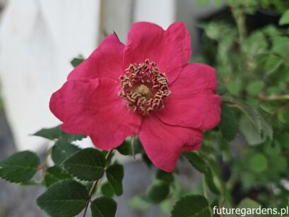 Róża Moyesa Rosa moyesii, zaszczepiona /C7 *P26