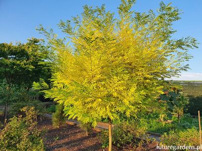 Perełkowiec japoński 'AUREA' Sophora japonica Aurea Szupin, Sofora C5/50cm