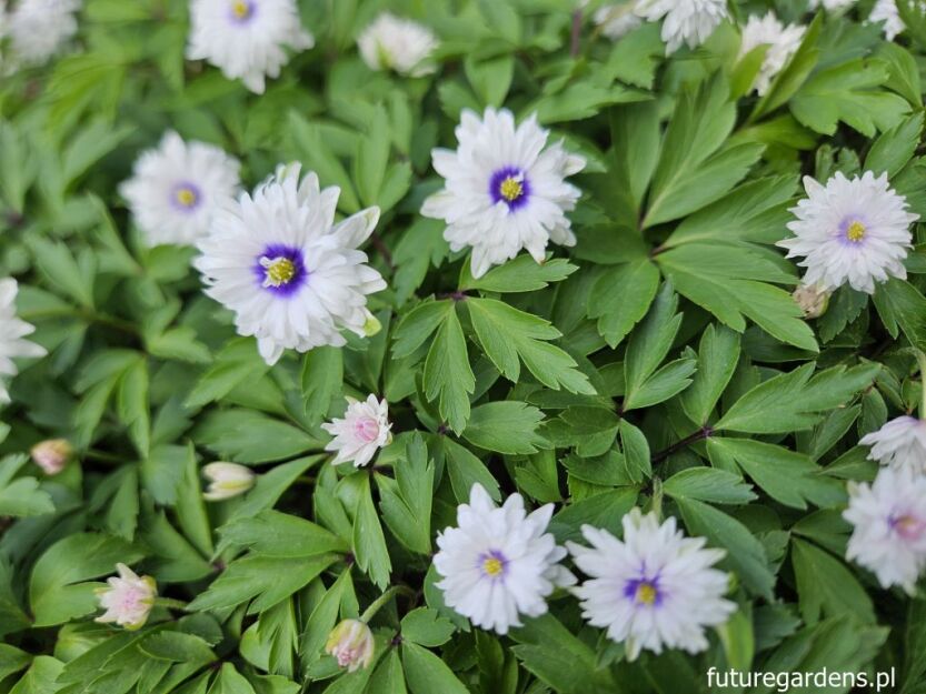 Zawilec gajowy BLUE EYES Anemone nemorosa /P9 *K25
