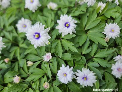 Zawilec gajowy BLUE EYES Anemone nemorosa /P9 *K25