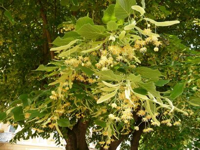 Lipa szerokolistna COMPACTA Tilia platyphyllos  - misa C4/40cm *K14