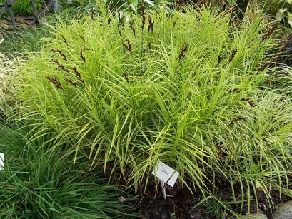 Turzyca palmowa AUREOVARIEGATA Carex muskingumensis /C2 *K5