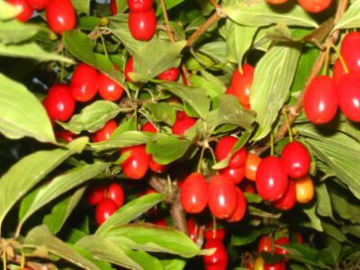 Dereń jadalny Cornus mas /C5