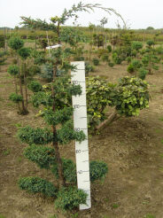 Jałowiec BLUE ALPS nr 308 /140cm