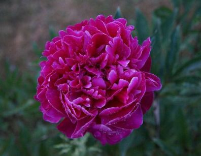 Piwonia drzewiasta XIAO WEI ZI (fioletowa) Paeonia suffruticosa C4/20cm *T40
