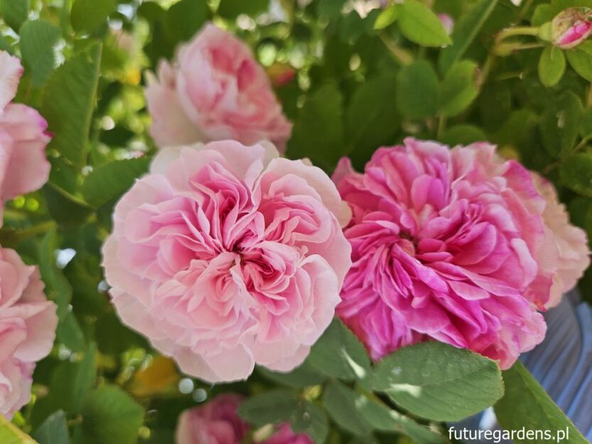 Róża damasceńska BLUSH DAMASK Rosa damascena C3/40-60cm *K3