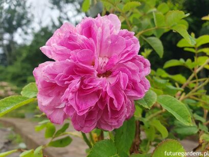 Róża damasceńska BLUSH DAMASK Rosa damascena C3/40-60cm *K3