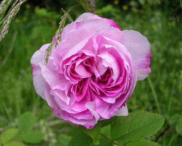 Róża damasceńska BLUSH DAMASK Rosa damascena C3/80cm *K1