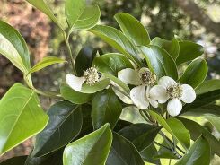 Dereń z Hongkongu Cornus hongkongensis balot/40-60cm *K5