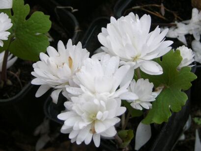 Sangwinaria kanadyjska FLORE PLENO syn.'Multiplex' Sanguinaria canadensis /P9 *TP