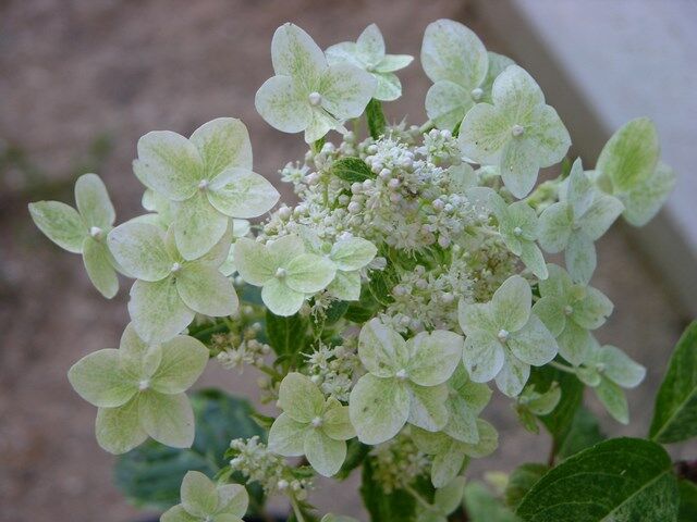 Hortensja bukietowa SHIKOKU FLASH Hydrangea paniculata - drzewko C5/Pa