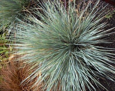 Owsica wieczniezielona Helictotrichon sempervirens /C2 *K26