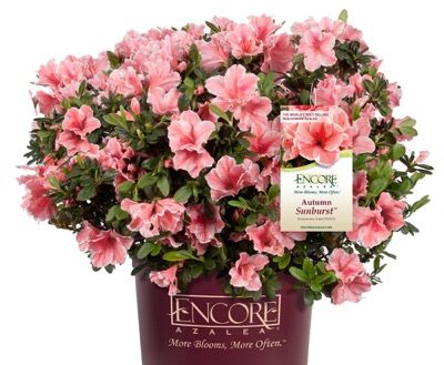 Rhododendron Autumn SUNBURST seria Encore® Azalea /C3 *K19