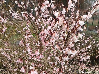 Abeliofylum koreańskie ROSEUM Abeliophyllum distichum Różowa forsycja C2/20cm *K17