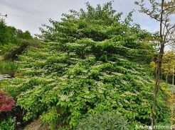 Kalina japońska SHASTA Viburnum plicatum C3/50cm *K18