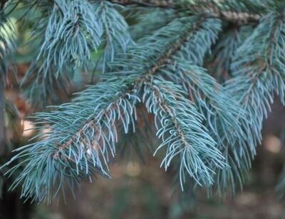 Świerk Engelmanna GLAUCA Picea engelmannii C5/60-80cm 