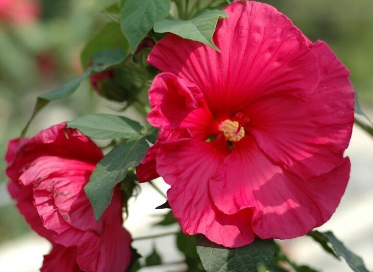 Hibiscus wielkokwiatowy SULTRY KISS Ketmia /C5 *T16