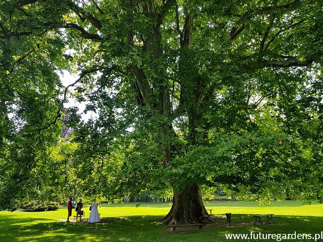 Platan klonolistny Platanus acerifolia syn. Platanus x hispanica C2-C3/60-80cm