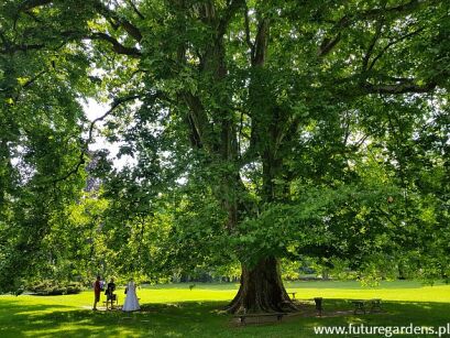 Platan klonolistny Platanus acerifolia syn. Platanus x hispanica C2-C3/60-80cm