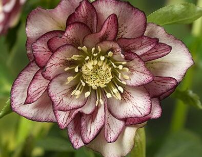 Ciemiernik DOUBLE ELLEN PICOTEE Helleborus /C2 *16