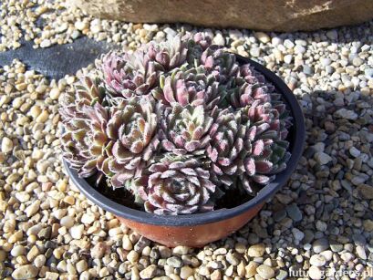 Rojnik ogrodowy nr 1 Sempervivum hybridum /misa 17cm *4