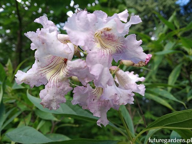 Chitalpa x tashkentensis SUMMER BELLS 'Minsum' Chitalpa taszkiencka C3(C5)/60cm *TP